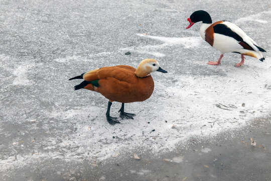Wild duck Red-colored ogar on the ice of a frozen lake.