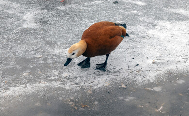 Wild duck Ogar on a frozen lake. Close-up - obrazy, fototapety, plakaty