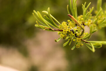 Euphorbia cyparissias plant