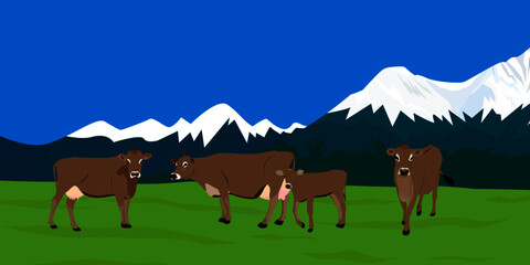 Jersey cattle with mountains background