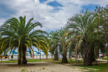 Naklejka na ściany i meble Palm trees on the beach
