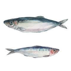 Herring fish. Watercolor illustration on a white background. 