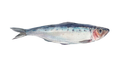 Iwashi herring  fish. Watercolor illustration on a white background.