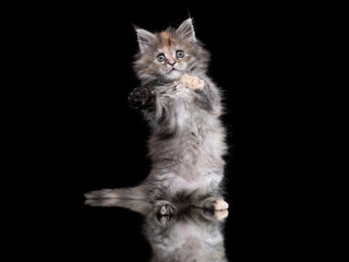 Obraz premium Maine Coon kitten on a on a black .background with reflection. Cat waving paws, playing