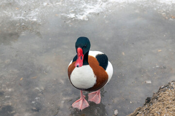 Wild duck Peganka on the shore of a frozen reservoir. - obrazy, fototapety, plakaty