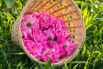 Bulgarian pink roses 