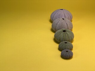colorful sea urchin shells on yellow background © Józef