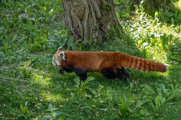 Red Panda In The Grass