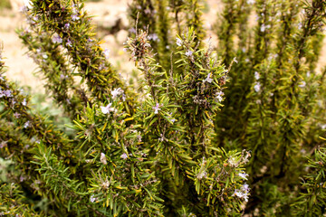 Rosmarinus Officinalis plant