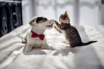 Little tabby cat punching sweet puppy in his nose on the bed. Both are wearing bow ties. 