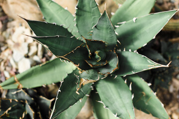 Green cactus in the greenhouse close-up