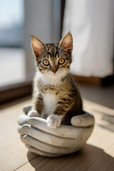 Small kitty posing in a flower pot shaped in holding hands.