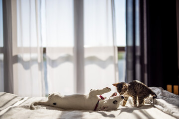 Little cat and doggy playing on the bed. © bra_nec