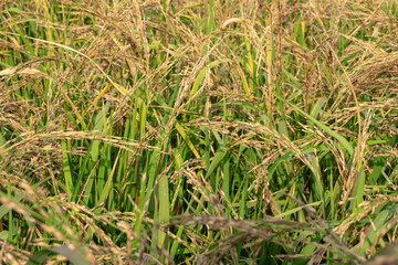 Golden riceberry fields, ears of rice at backyard in bangkok, thailand.