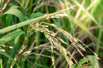 Golden riceberry fields, ears of rice at backyard in bangkok, thailand.