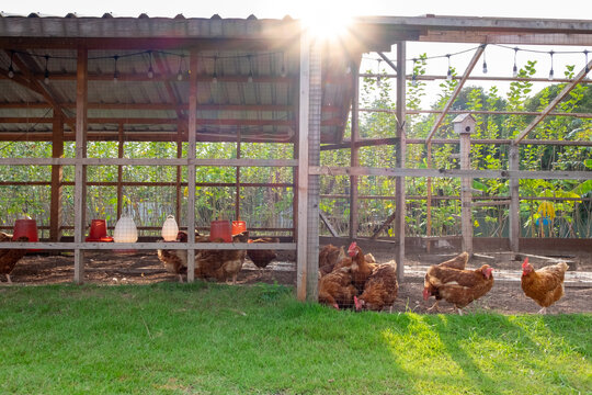 Chicken coop in backyard with the morning light ,Bangkok thailand.
