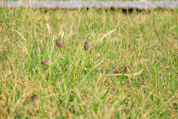 Golden riceberry fields, ears of rice at backyard in bangkok, thailand.