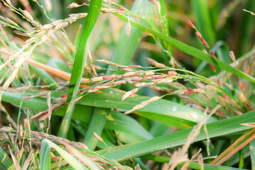 Golden riceberry fields, ears of rice at backyard in bangkok, thailand.