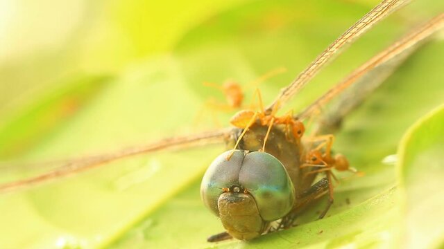 Dead dragon fly with ants on tree , outdoor Chiangmai Thailand