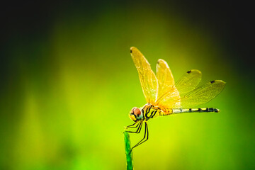Dragonfly hold on dry branches and copy space .Dragonfly in the nature. Dragonfly in the nature habitat. Beautiful nature scene with dragonfly outdoor.a background wallpaper