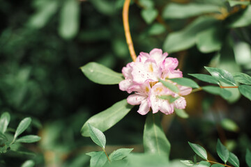 Beautiful flowers with green leaves close up
