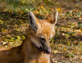 Maned Wolf (Chrysocyon brachyurus) © Nick Taurus