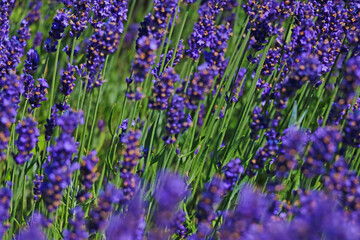 Bright background from blooming lavender in summer.