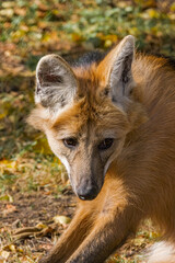 Maned Wolf (Chrysocyon brachyurus)