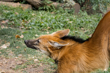 Maned Wolf (Chrysocyon brachyurus) © Nick Taurus