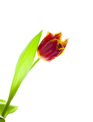 Red tulip isolated on white background. Terry flower for the light. Bud, stem and leaves. Copy cpace.