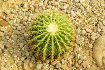 Cactus grown in pots. It is a plant that is in the desert.