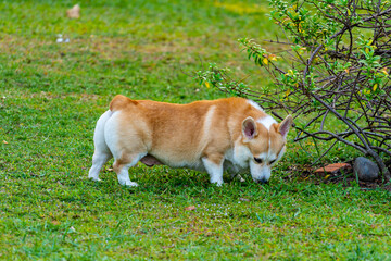 Chubby Pembroke Welsh Corgi dog sniffing green grass