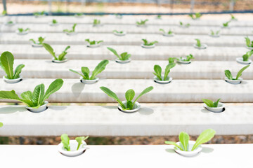 Organic hydroponic vegetable cultivation farm. Agriculture and food concept.