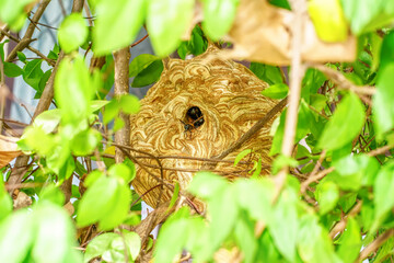 Wasp are flying in-out of the nest to find food and nesting materials.