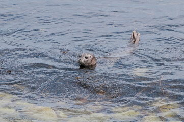 Fototapeta premium Common Seal (Phoca vitulina) at Chowiet Island, Semidi Islands, Alaska, USA