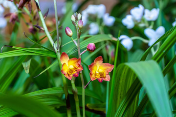 Orchid has several species, bright colors and beautiful.