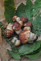 porcini mushroom vegetarian food (Boletus edulis)