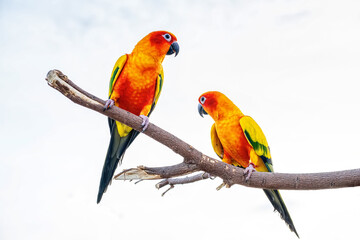Conures perched on a branch. Bird is a popular pet in Thailand.