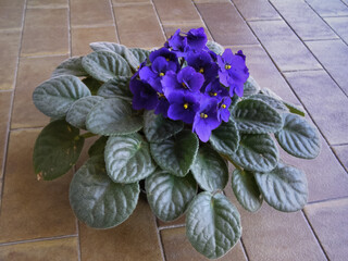 purple saintpaulia flower