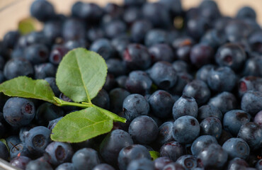 sweet wild blueberries harvested in the forest