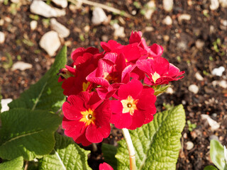 (Primula vulgaris oder acaulis) Garten-Primeln oder St&auml;ngellose Schl&uuml;sselblume. Leuchtend rote Bl&uuml;tenbl&auml;tter und Schlund mit orange Flecken