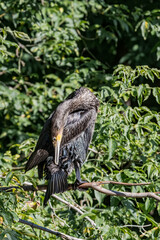Great Cormorant (Phalacrocorax carbo) on pond