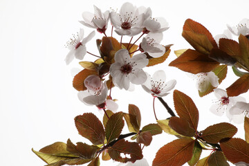 Delicati fiori di Prunus appena sbocciati, isolati su fondo bianco 
