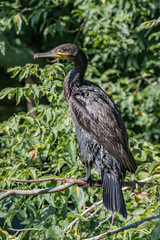 Great Cormorant (Phalacrocorax carbo) on pond