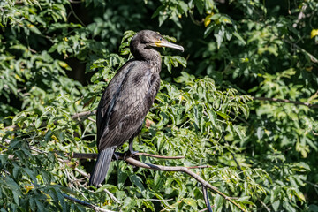 Great Cormorant (Phalacrocorax carbo) on pond