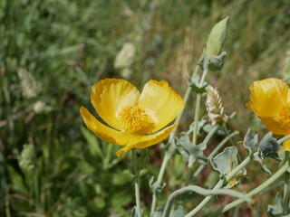 Large fragrant yellow flowers of horned poppy on a sunny spring day. Herbal raw materials for the treatment of cough.