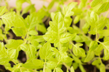 young hot red pepper leaves