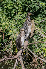 Great Cormorants (Phalacrocorax carbo) on pond