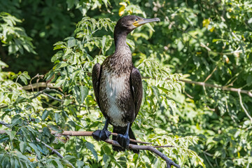 Great Cormorant (Phalacrocorax carbo) on pond