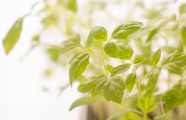 young hot red pepper leaves on white background